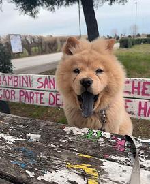 Cane Chow Chow