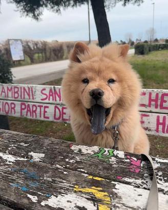 Cane Chow Chow
