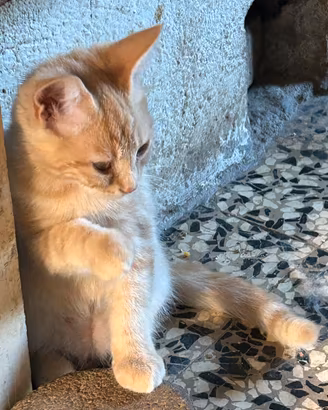 Maschietto gattino persiano / soriano