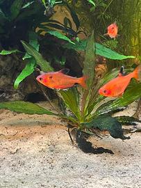 Hyphessobrycon callistus tetra pesci sudamericani