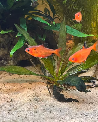 Hyphessobrycon callistus tetra pesci sudamericani