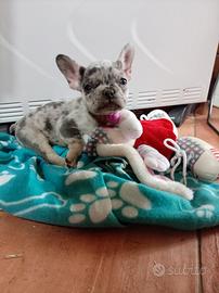 Cucciolo bulldog francese