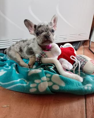 Cucciolo bulldog francese