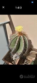 Pianta grassa  astrophytum ornatum