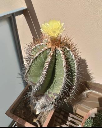 Pianta grassa  astrophytum ornatum