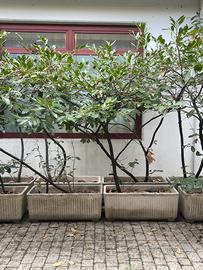 🌿 FIORIERE IN CEMENTO CON PIANTA – SOLO € 15 CAD.