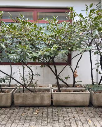 🌿 FIORIERE IN CEMENTO CON PIANTA – SOLO € 15 CAD.