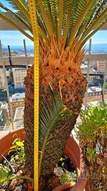 Cycas