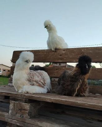 Galline moroseta