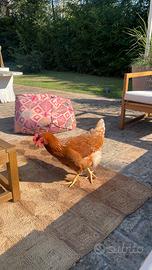 Vendita 4 galline con gallo