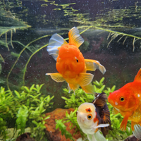 Oranda Goldfish Selezionati