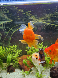 Oranda Goldfish Selezionati