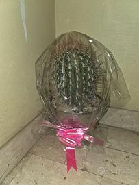 ECHINOCACTUS GRUSONI 