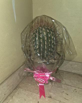 ECHINOCACTUS GRUSONI 