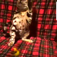 Gattini gatto Bengala per Natale