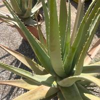 piante aloe vera