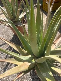 piante aloe vera
