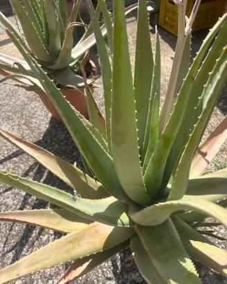 piante aloe vera