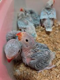 Parrocchetto dal collare top