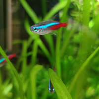 Pesci Neon