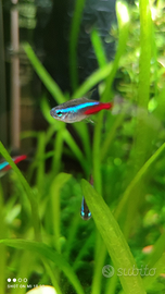 Pesci Neon