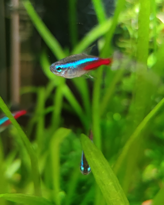 Pesci Neon