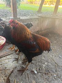 Gallo Araucana