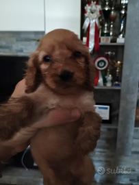 Cocker spaniel