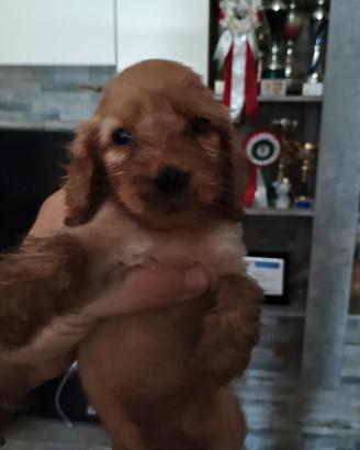 Cocker spaniel