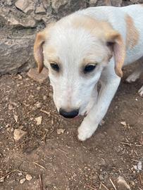 Malu cucciolo cieco