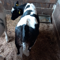 Vitelli incrocio belga