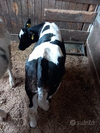 Vitelli incrocio belga