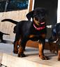 cucciola-beauceron-femmina-nero-focata