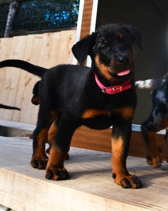 Cucciola BEAUCERON femmina nero focata