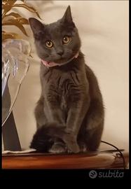 Gatta simil certosina