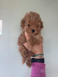 Barboncino mini toy 4 mesi