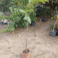 pianta di fico