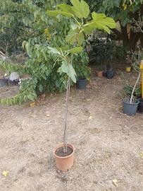 pianta di fico