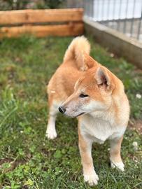 Shiba Inu