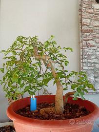 Prebonsai frassino