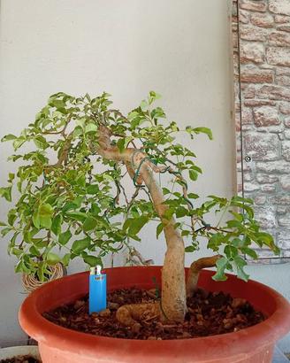 Prebonsai frassino
