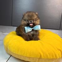 Volpino Pomerania CUCCIOLO 2 mesi MASCHIO
