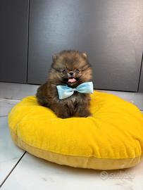 Volpino Pomerania CUCCIOLO 2 mesi MASCHIO