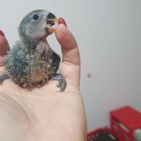 Inseparabili da allevare a mano