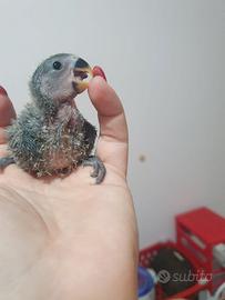 Inseparabili da allevare a mano