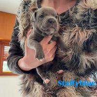 Cuccioli di staffy blu staffordshire bull terrier