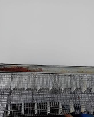 Gabbie da ingrasso per conigli