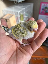 Pullo di cocorita clearbody