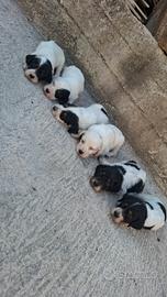 Setter inglese tricolore