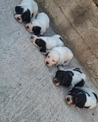 Setter inglese tricolore